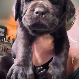 Ember - Chocolate female Labrador Retriever puppy in Penn Valley, California from High Quality Labrador Retrievers and French Bulldogs