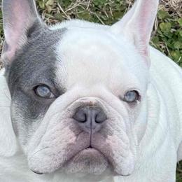 Brussels Griffons, Chihuahuas, and French Bulldogs from BZB Griffs