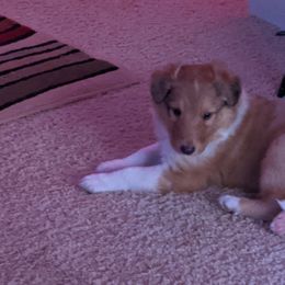 Collie Puppies from Nine Eves