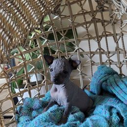Tiny - Black and tan male American Hairless Terrier puppy in Cañon City, Colorado from Chupacabra Kennel