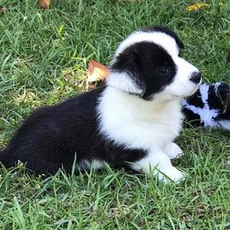 Cardigan Welsh Corgi Puppies from Luxe Cardigan Welsh Corgis