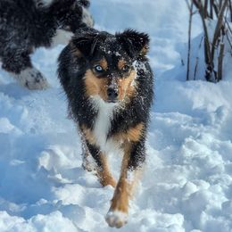 Matilda - Australian Shepherd