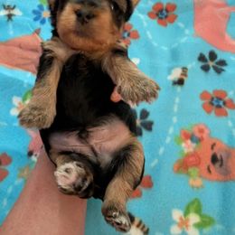 Vetter - Black and tan male Yorkshire Terrier puppy in East Alton, Illinois from Yorkies of the Shire