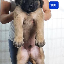 AKC PUP 180 - Fawn male Mastiff puppy in Ava, Missouri from Ozark Mountain Mastiffs