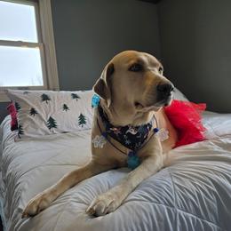 Sammi - Labrador Retriever