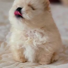 Pomeranian Puppies from Halo Poms