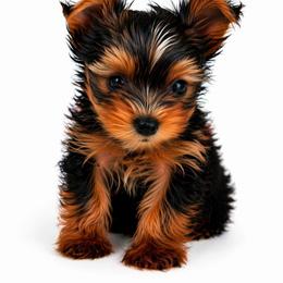 Stripe - Black and gold male Yorkshire Terrier puppy in North Huntington, Pennsylvania from Charz Dollz