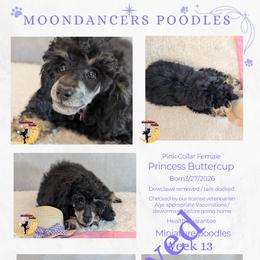 Pink Collar Female Princess Buttercup - Black female Poodle puppy in Lillian, Alabama from Moondancers Poodles