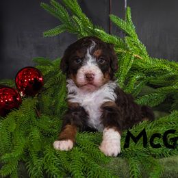 McGee - Tri-color female Bernedoodle puppy in Gentry, Arkansas from WWBar Bernedoodles