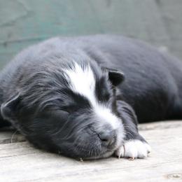 Bud - Black tri-color male Australian Shepherd puppy in Macon, Georgia from Shaina’s Shepherds