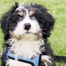 Bernedoodles from Alpine Mini Bernedoodles