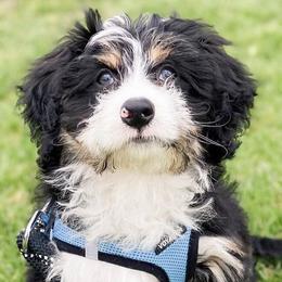 Bernedoodles from Alpine Mini Bernedoodles