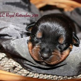 Rottweiler Puppies from C&C Royal Rottweilers