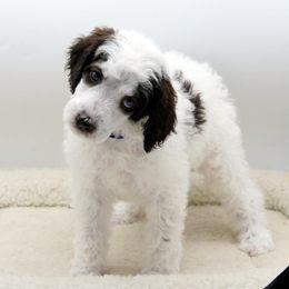 Poodle Puppies from Furball Forest Poodles