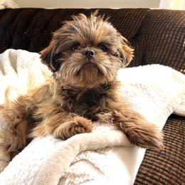 Belle - Shih Tzu