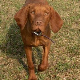 Vizsla All Grown Up from Mira Vizslas