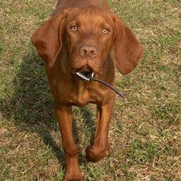 Vizsla All Grown Up from Mira Vizslas