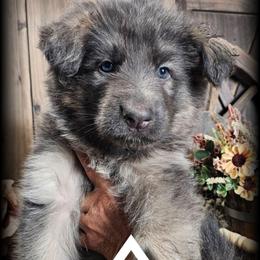 Appollo - Blue male German Shepherd puppy in Sequim, Washington from German Shepherd Haus