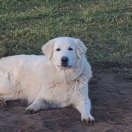 Kassia - Great Pyrenees