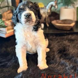 Norabel Fae - Black and white female Saint Berdoodle puppy in Mesa, Arizona from Desert Bohunk Doodles and Branded Bullies