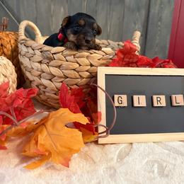 Girl Red Collar - Black and tan female Yorkshire Terrier puppy in Enoree, South Carolina from Gone to the Dogs Kennel