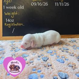 Magi Lune - Piebald female Dachshund puppy in Hoquiam, Washington from Heyd's Mini Dachshunds