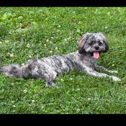Zoey - Lhasa Apso