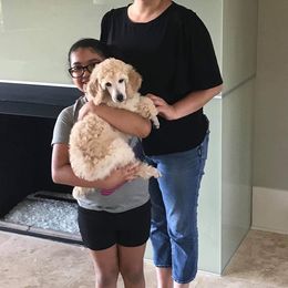 Poodle Puppies from Ocala Standard Poodles