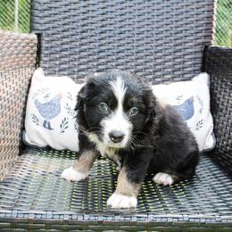 Clark - Black tri male Miniature Australian Shepherd puppy in Oakland, Maryland from Yarborough Kennels