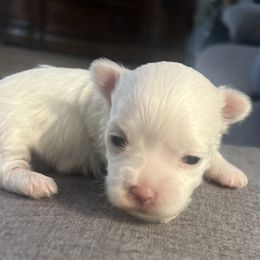 Noah - White male Maltese puppy in Hephzibah ( Richmond County ), Georgia from Healing Pawz LLC