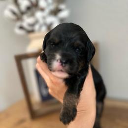 Eclair - Black female Bernedoodle puppy in Waco, Texas from Blessings Pups Doodles