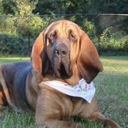 Bloodhounds from M&M Bloodhounds