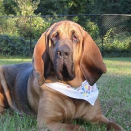 Bloodhounds from M&M Bloodhounds