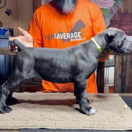 1st pick Male (Read the description) - Gray male Cane Corso puppy in Clewiston, Florida from Far From Average Kennels