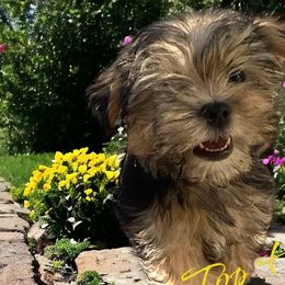 Maltese, Morkies, and Yorkshire Terriers from Mountain Top Hot Tailz