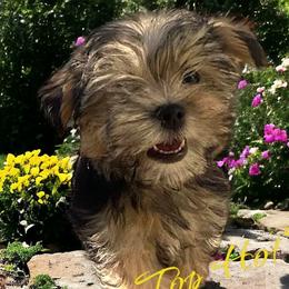 Maltese, Morkies, and Yorkshire Terriers from Mountain Top Hot Tailz