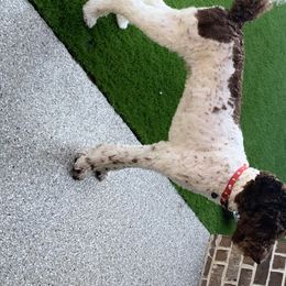 Jax - Poodle