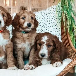 Goldendoodles from Simply Doodling Goldendoodle