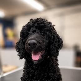 Poodle Puppies from Impressive Cartwright Standards