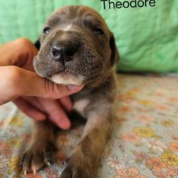 Theodore - Fawn male Great Dane puppy in Grass Lake, Michigan from Harrison Danes