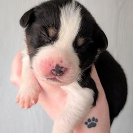 Oreo - Black tri-color male Australian Shepherd puppy in Georgetown, Texas from River Reign Australian Shepherds
