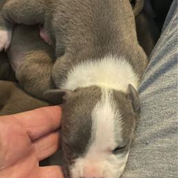 Tupac - Blue male American Staffordshire Terrier puppy in Monroe, Georgia from Irresistibull Staffords