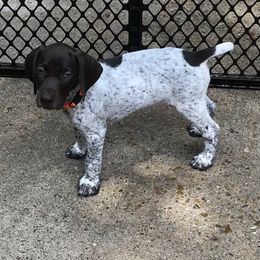 German Shorthaired Pointer Puppies from Blue Mountain GSP's