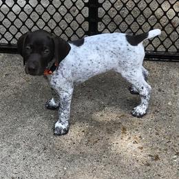German Shorthaired Pointer Puppies from Blue Mountain GSP's