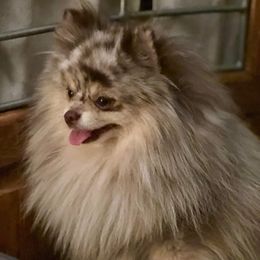 Louie - Pomeranian
