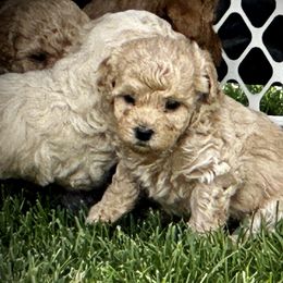 Australian Labradoodle Puppies from Tiny Treasures Australian Labradoodles