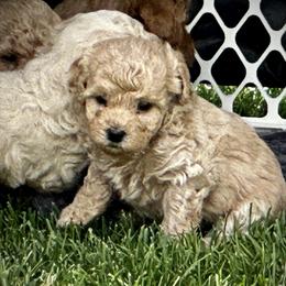 Australian Labradoodle Puppies from Tiny Treasures Australian Labradoodles
