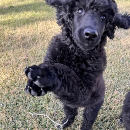 Poodle Puppies from Lingo Standard Poodles