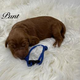Punt English medium Goldendoodle - Red  male Goldendoodle puppy in La Grange, Georgia from Heartfelt GoldenDoodles