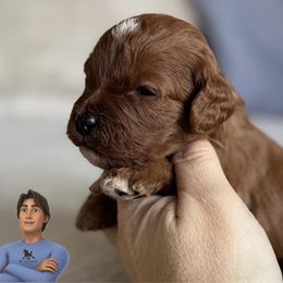 Boy 1-Dave Seville - Cavapoo puppy from By Design Doodles